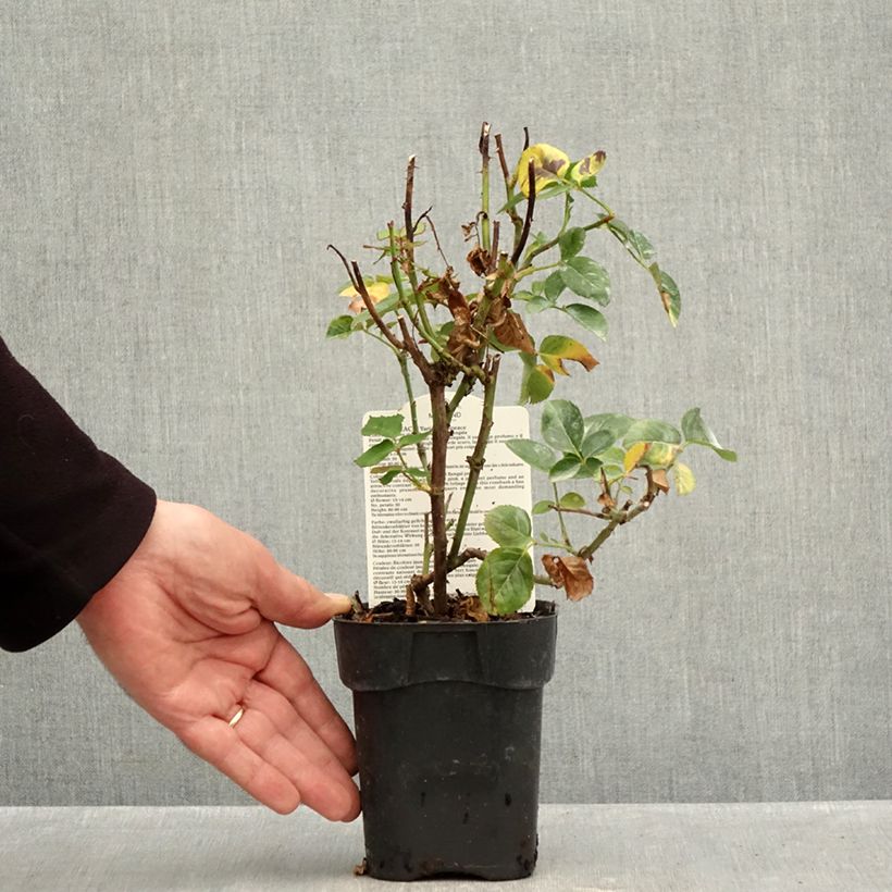 Exemplar von Rosa Oriental Peace - Edelrose Topf 10 cm/11cm wie im Herbst geliefert