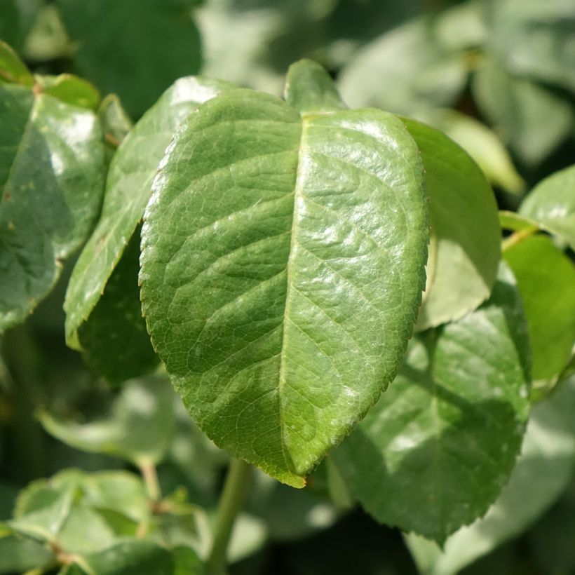 Rosa Oriental Peace - Edelrose (Foliage)