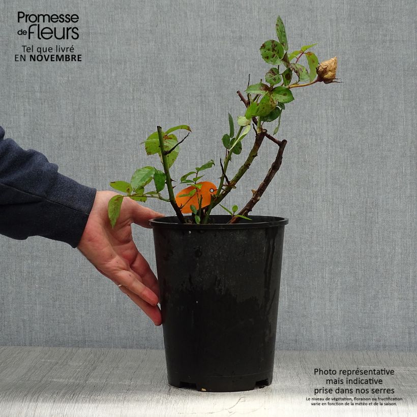 Example of Rosa Pacific Sunset - Edelrose Topf mit 4L/5L as you get in automne