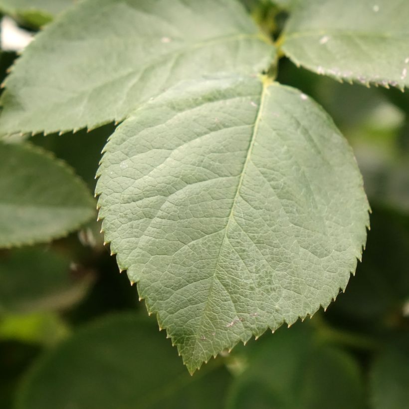 Rosa Paint it Black - Edelrose (Foliage)
