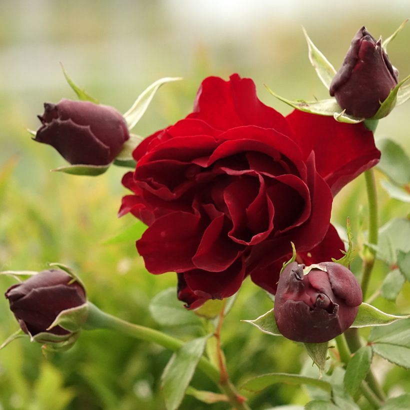 Rosa Paint it Black - Edelrose (Flowering)