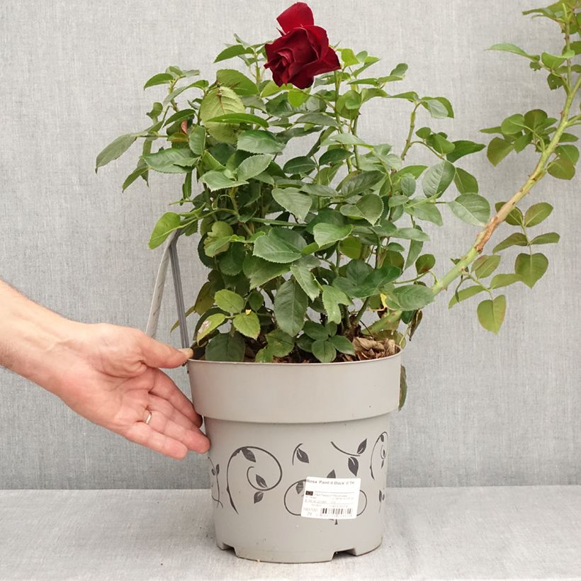 Example of Rosa Paint it Black - Edelrose Topf mit 6L/7L as you get in ete