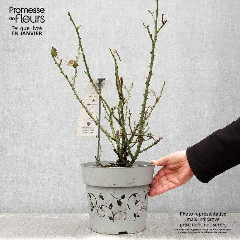 Exemplar von Rosa Paint it Black - Edelrose Topf mit 6L/7L wie im Winter geliefert