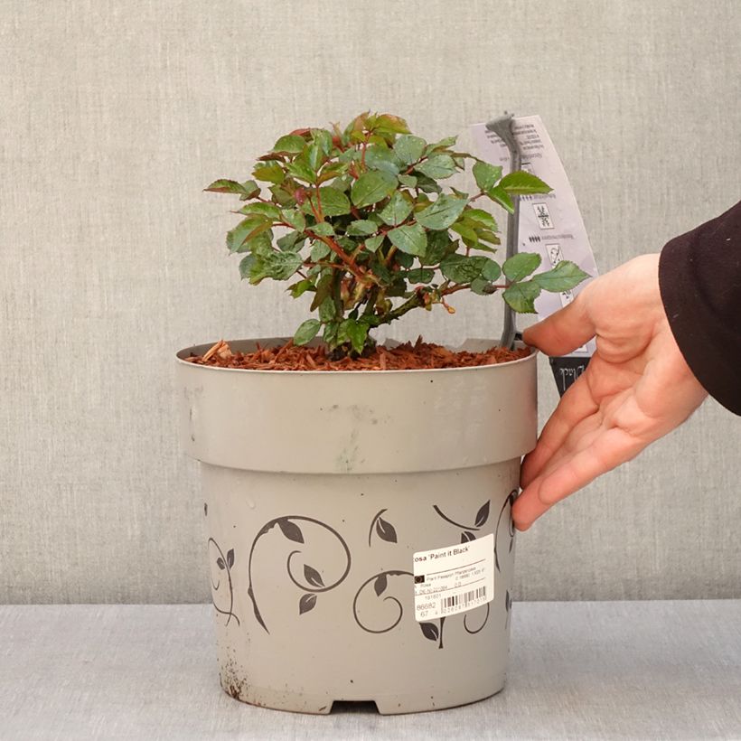 Exemplar von Rosa Paint it Black - Edelrose Topf mit 6L/7L wie im Frühjahr geliefert