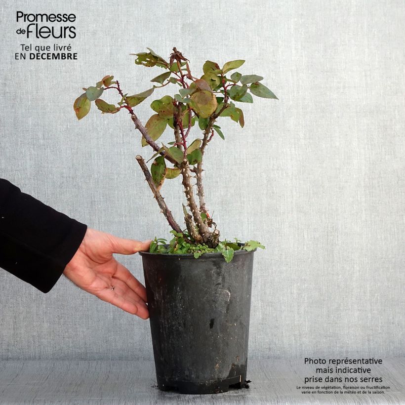 Example of Rosa Panthere Rose - Edelrose Topf mit 4L/5L as you get in automne