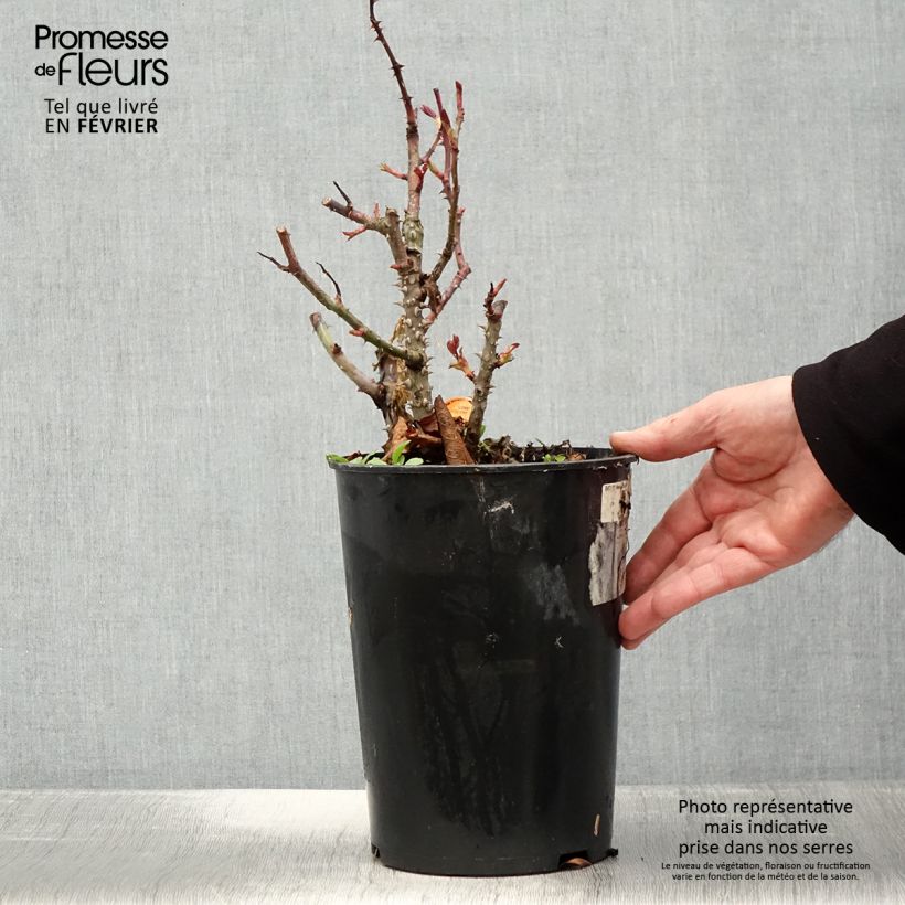 Exemplar von Rosa Panthere Rose - Edelrose Topf mit 4L/5L wie im Winter geliefert