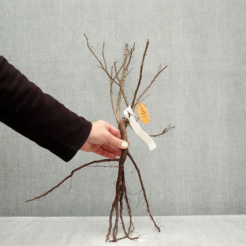 Exemplar von Rosa Papa Meilland - Edelrose Wurzelnackt wie im Winter geliefert