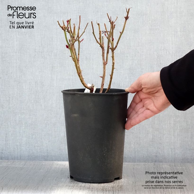 Exemplar von Rosa Parfum de Grasse - Edelrose Topf mit 4L/5L wie im Winter geliefert