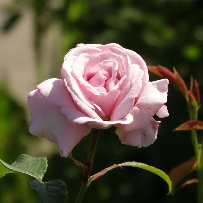 Rosa Parfum de Liberté - Edelrose (Blüte)