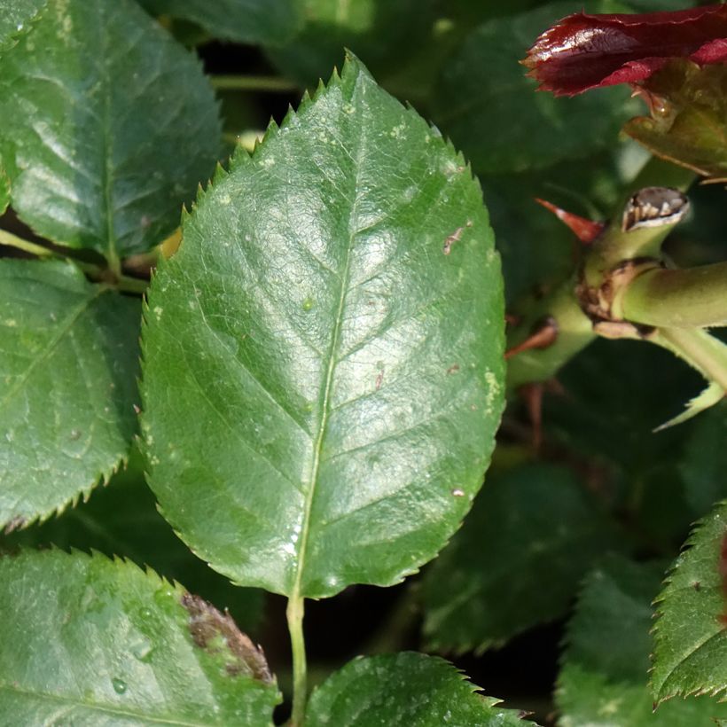 Rosa Parfum de Loire - Edelrose (Foliage)