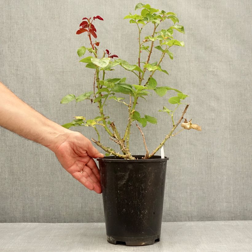 Example of Rosa Parfum de Loire - Edelrose Topf mit 4L/5L as you get in ete