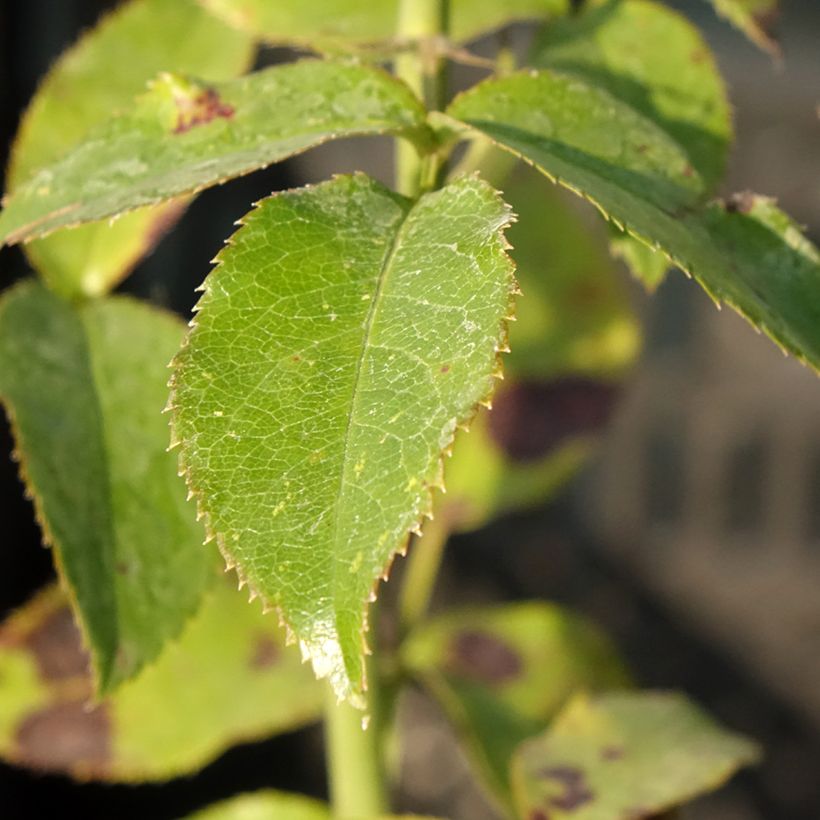 Rosa Parfum de Nantes - Edelrose (Foliage)