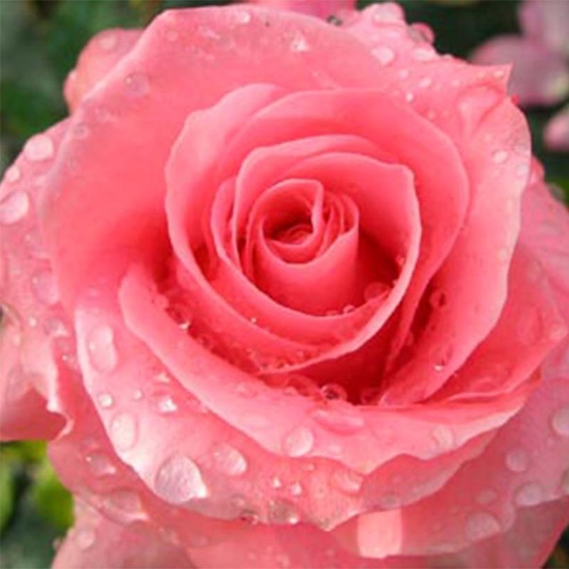 Rosa Paris d'Yves Saint-Laurent - Edelrose (Flowering)