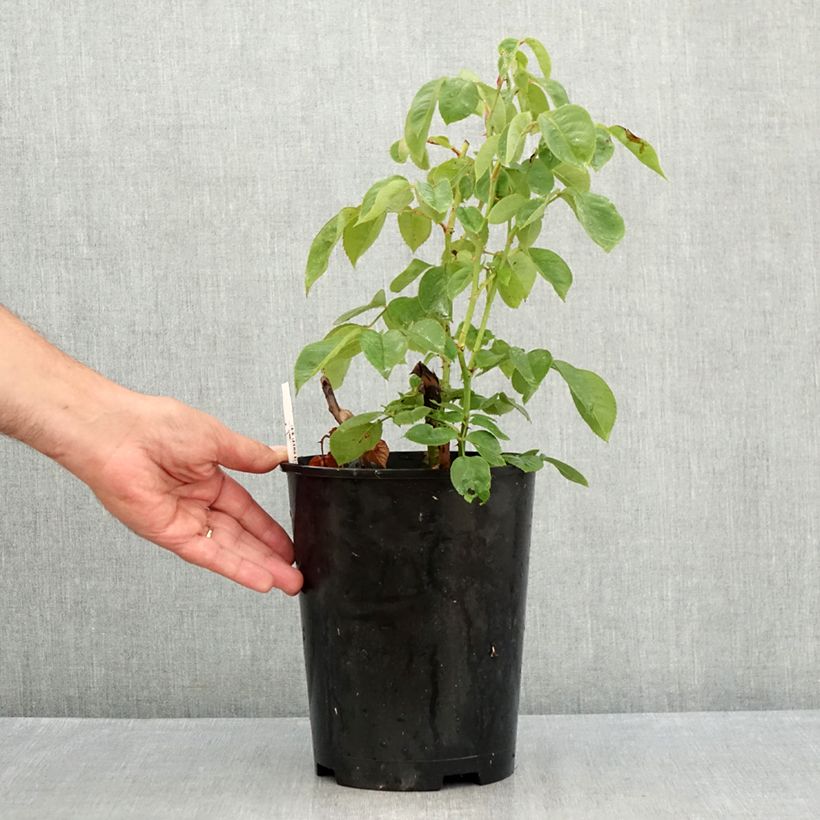Example of Rosa Perugino - Edelrose Topf mit 4L/5L as you get in ete