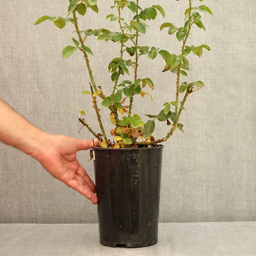 Example of Rosa Pierre Arditi - Edelrose Topf mit 4L/5L as you get in ete
