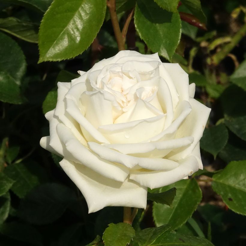 Rosa Pierre Arditi - Edelrose (Blüte)
