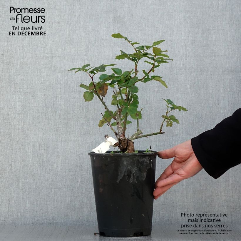 Example of Rosa Pierre de Luxembourg - Edelrose Topf mit 4L/5L as you get in automne