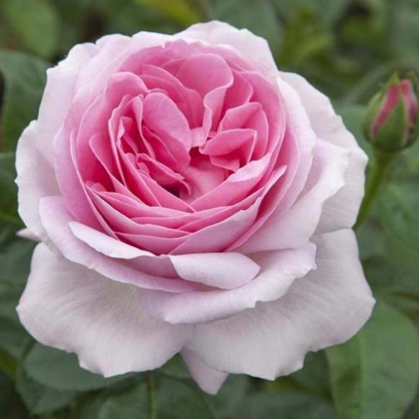 Rosa Pink Eureka - Edelrose (Flowering)