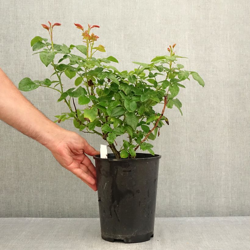 Exemplar von Rosa Pink Eureka - Edelrose Topf mit 4L/5L wie im Sommer geliefert