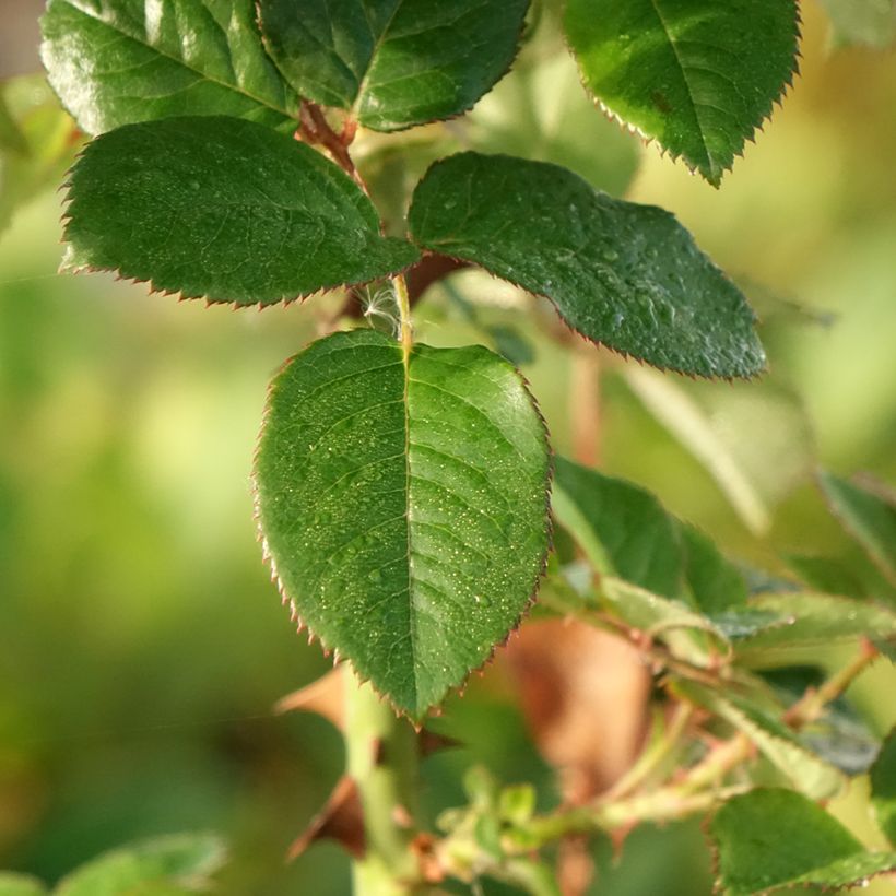 Rosa Pink Paradise - Edelrose (Foliage)