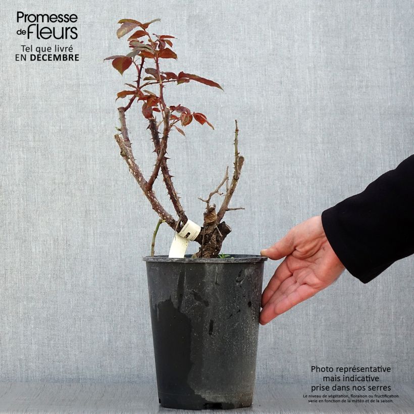Example of Rosa Poseidon - Edelrose Topf mit 4L/5L as you get in automne