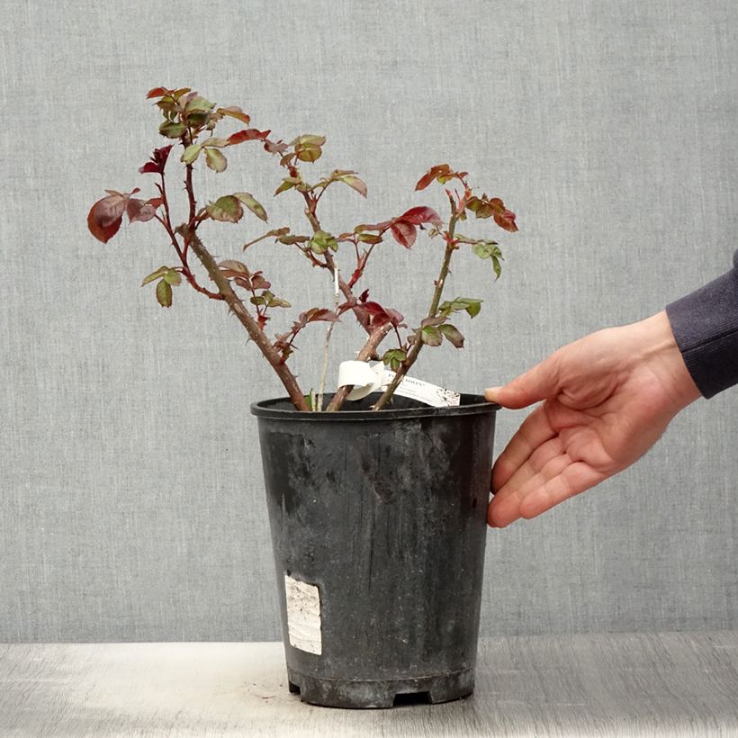 Exemplar von Rosa Poseidon - Edelrose Topf mit 4L/5L wie im Frühjahr geliefert