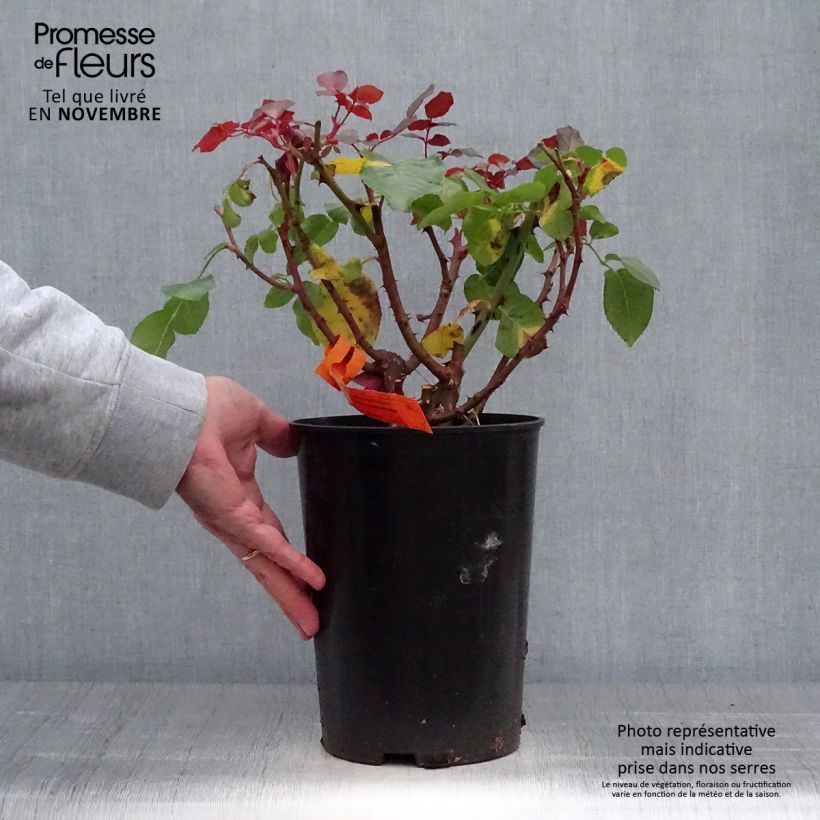 Example of Rosa Prince Jardinier - Edelrose Topf mit 4L/5L as you get in automne