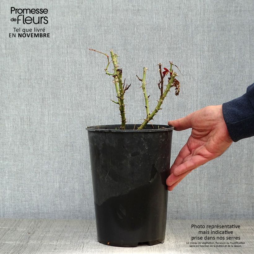 Example of Rosa Princesse Alexandra Renaissance - Edelrose Topf mit 4L/5L as you get in automne