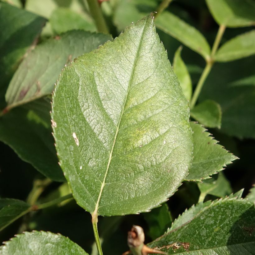 Rosa Queen Elisabeth - Edelrose (Foliage)