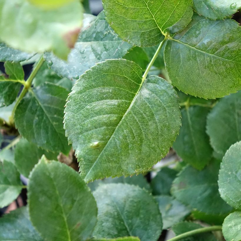 Rosa Ragazza Adalekov - Edelrose (Foliage)