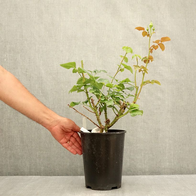 Example of Rosa Ragazza Adalekov - Edelrose Topf mit 4L/5L as you get in ete