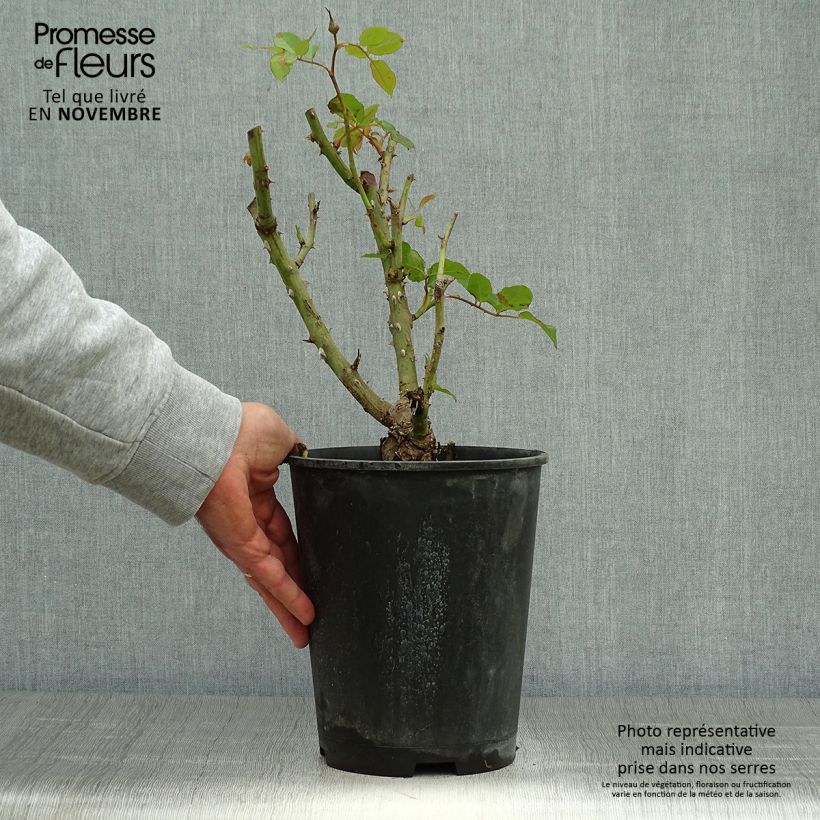 Example of Rosa Remember - Edelrose Topf mit 4L/5L as you get in automne