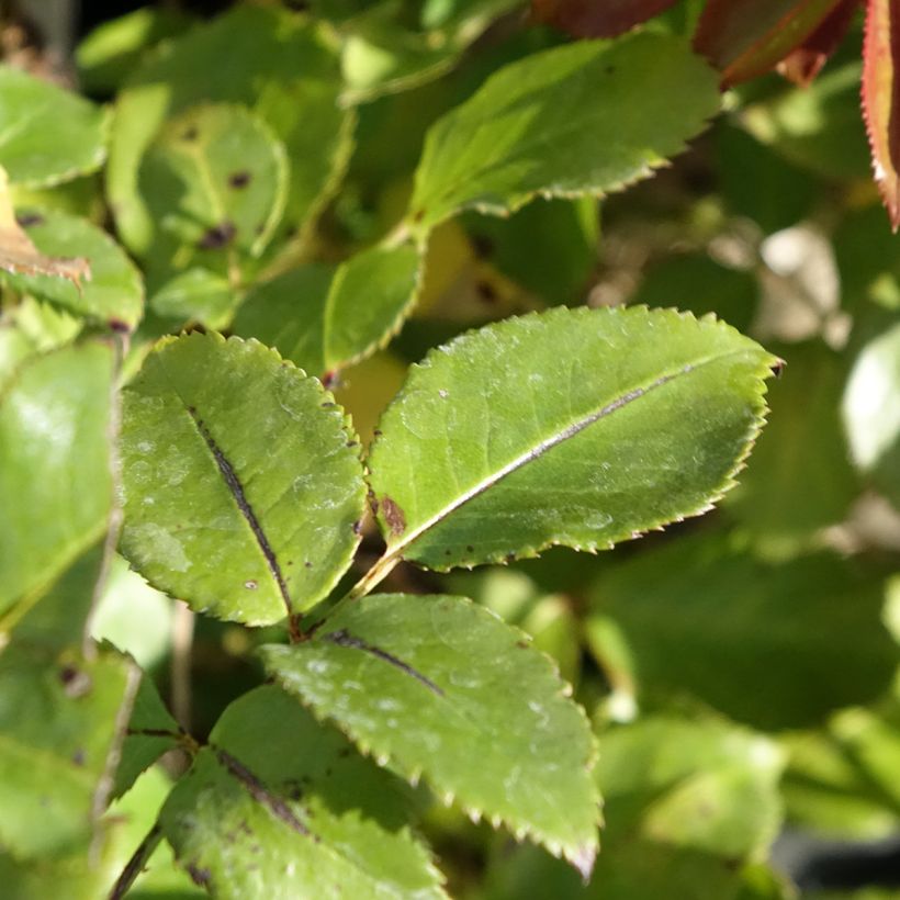 Rosa Roi de Coeur - Edelrose (Foliage)
