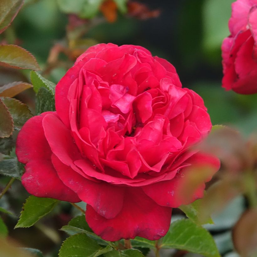 Rosa Rose Clos Vougeot - Edelrose (Blüte)