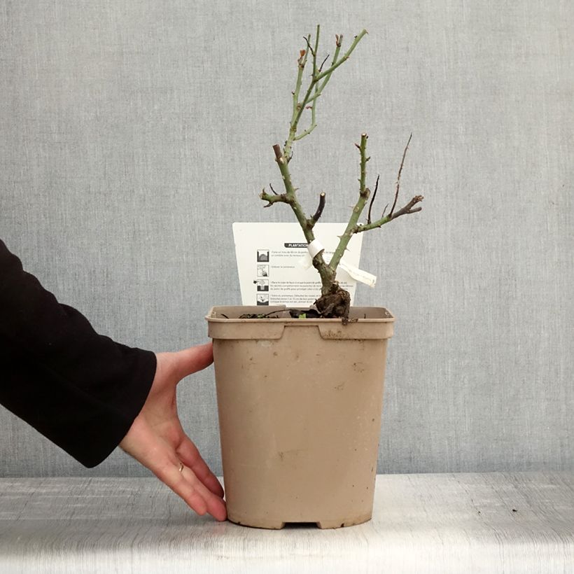 Example of Rosa Rose Synactif by Shiseido - Edelrose Topf mit 4L/5L as you get in automne