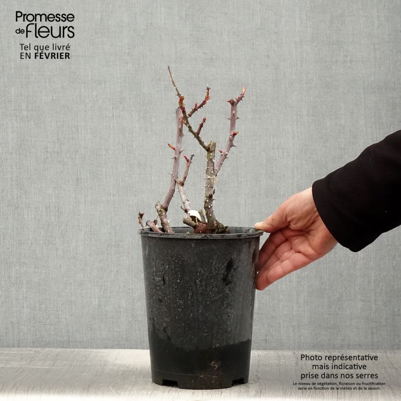 Exemplar von Rosa Simone Veil - Edelrose Topf mit 4L/5L wie im Winter geliefert