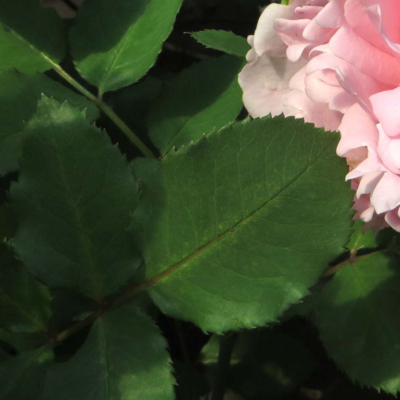 Rosa Sophie Rochas - Edelrose (Foliage)
