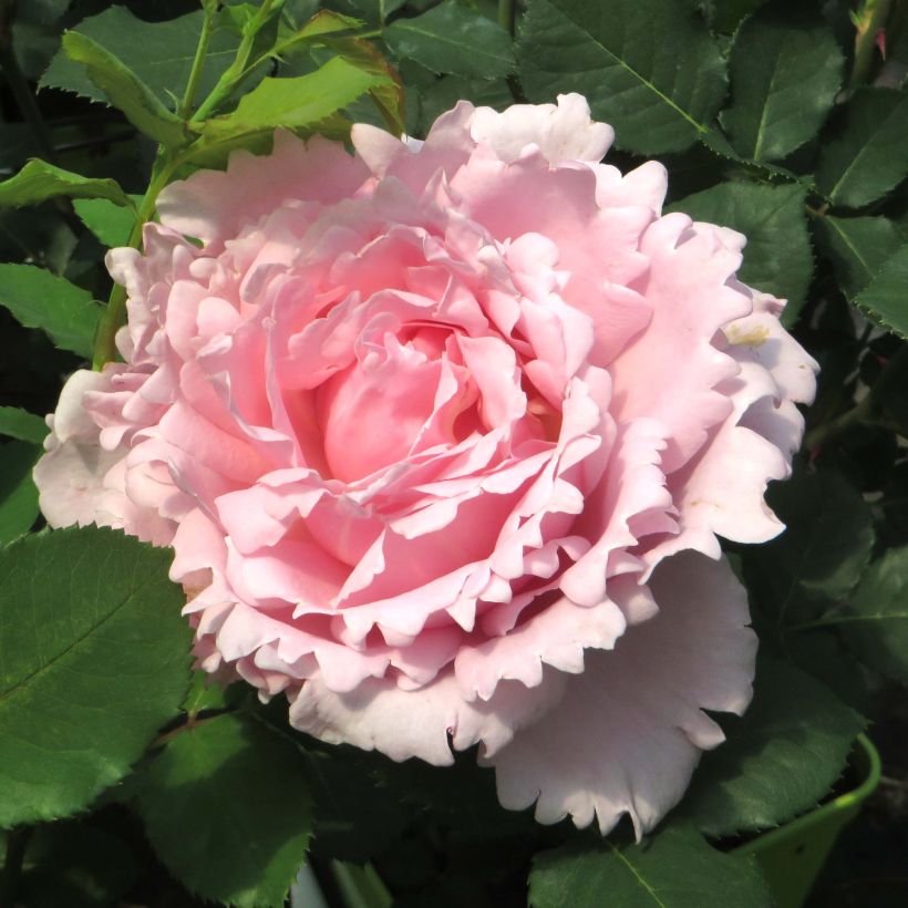 Rosa Sophie Rochas - Edelrose (Flowering)