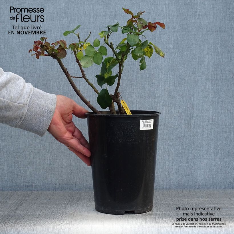 Example of Rosa Souvenir de Baden-Baden - Edelrose Topf mit 4L/5L as you get in automne