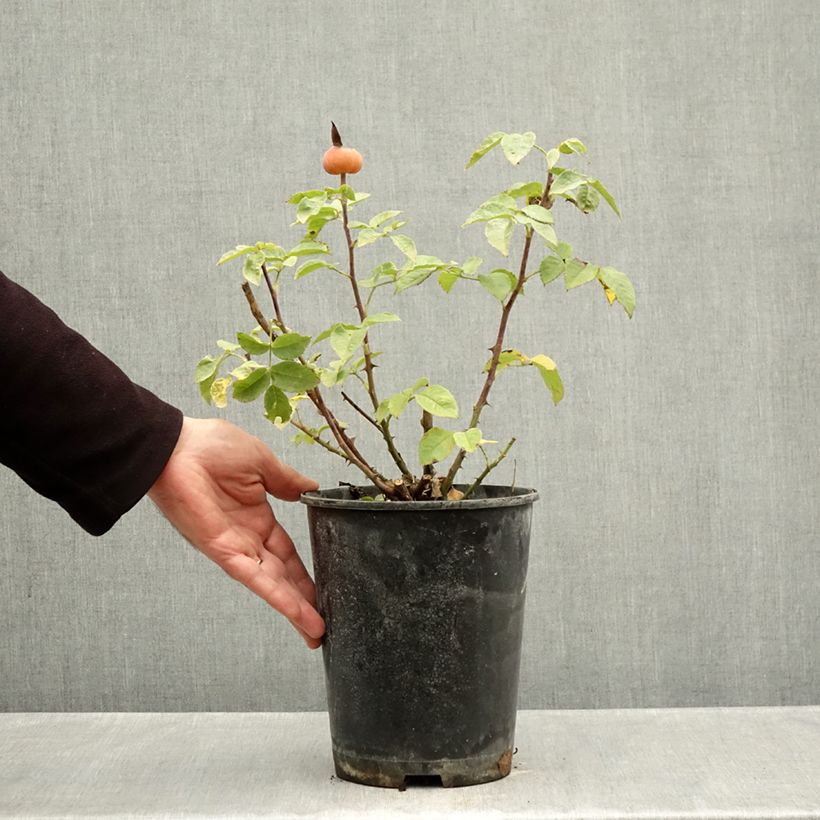 Exemplar von Rosa Summertime - Edelrose Topf mit 4L/5L wie im Herbst geliefert