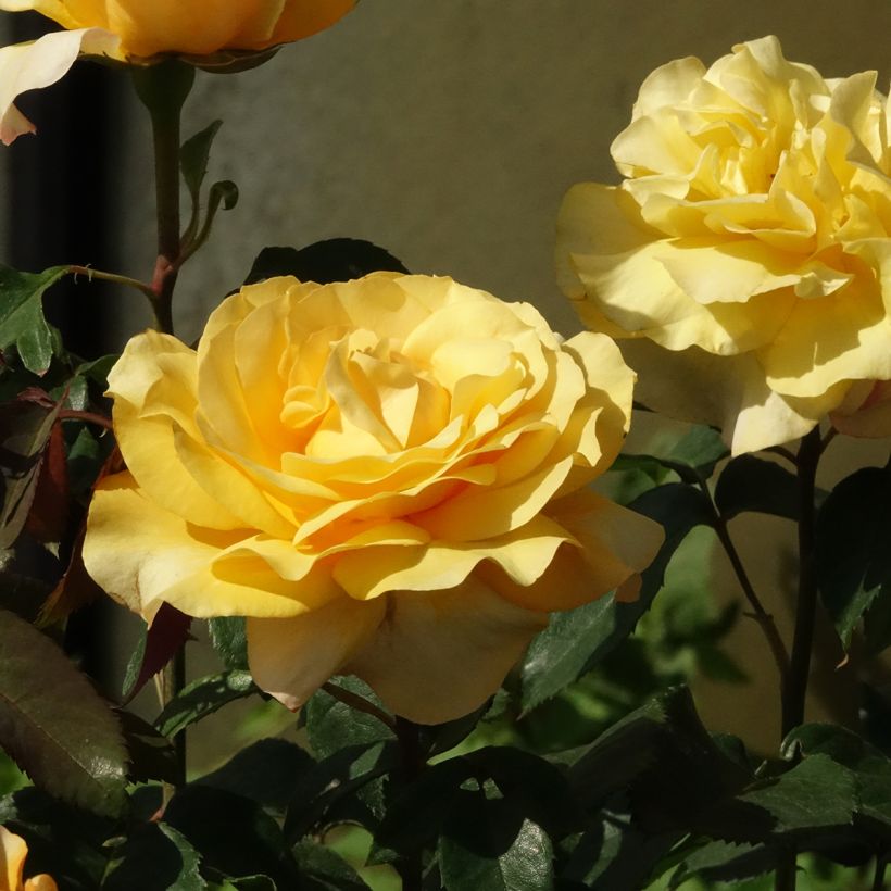 Rosa Sunny Sky - Edelrose (Blüte)