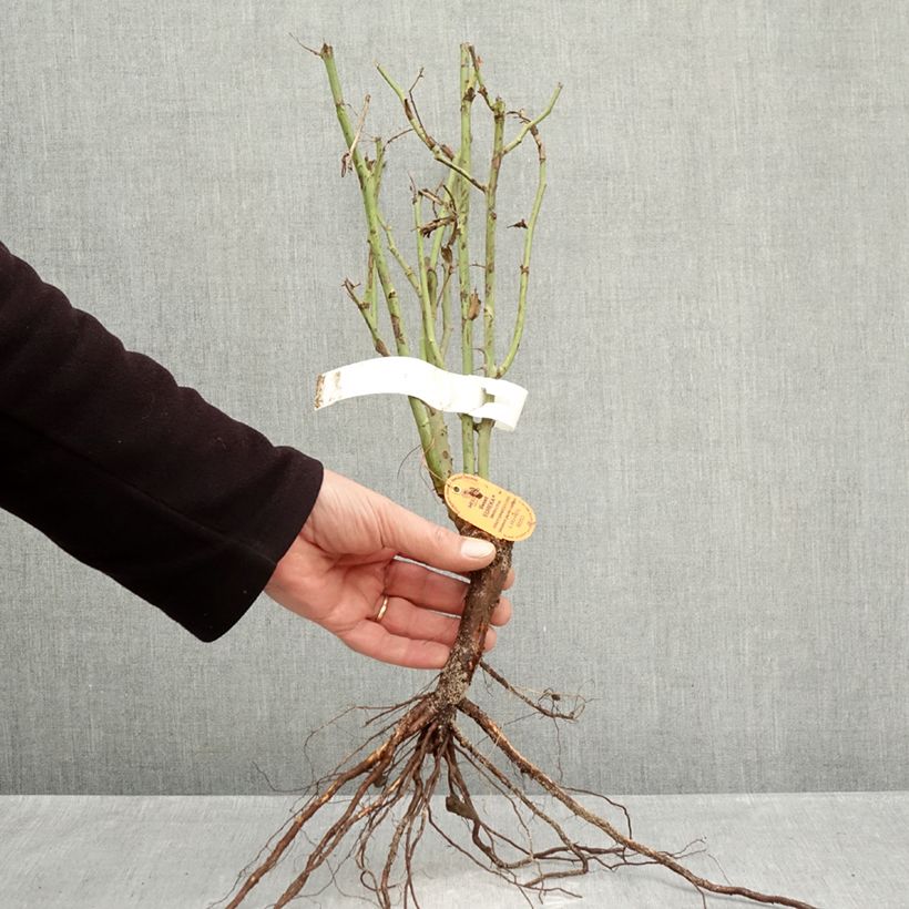 Exemplar von Rosa Sweet Eureka - Edelrose Wurzelnackt wie im Winter geliefert