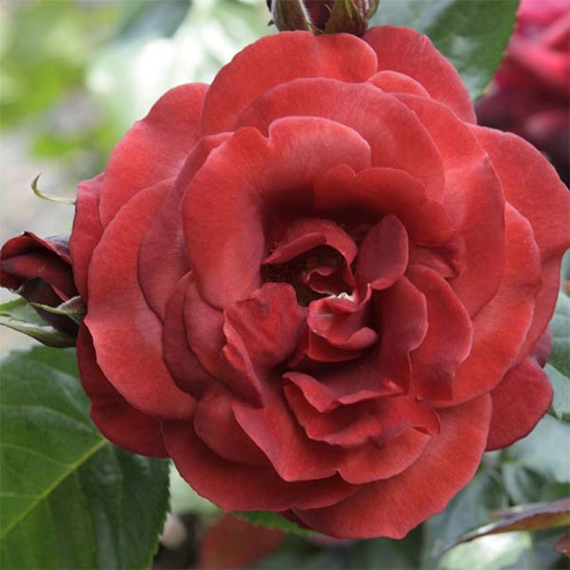 Rosa Terracotta - Edelrose (Flowering)