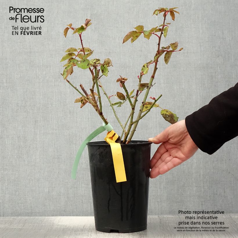 Exemplar von Rosa The McCartney Rose - Edelrose Topf mit 4L/5L wie im Winter geliefert