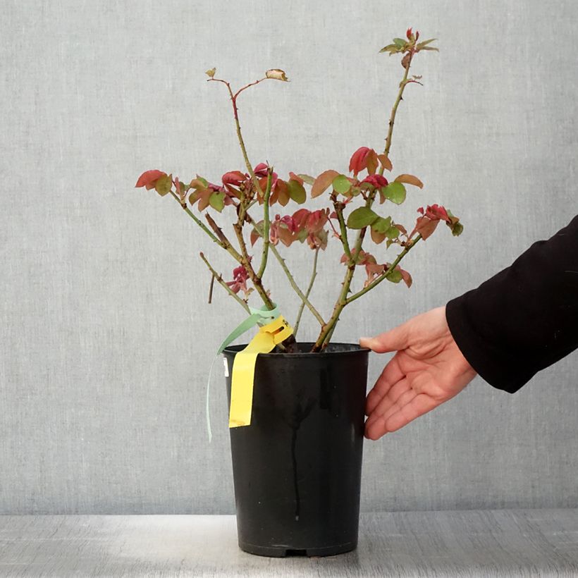 Exemplar von Rosa The McCartney Rose - Edelrose Topf mit 4L/5L wie im Frühjahr geliefert