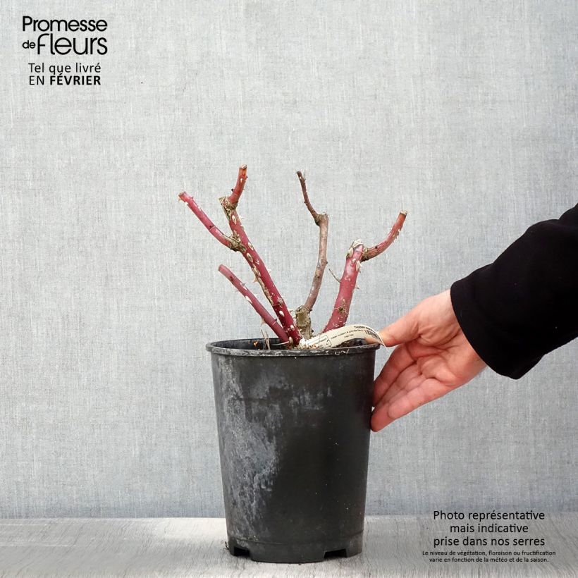 Exemplar von Rosa Thierry Marx - Edelrose Topf mit 4L/5L wie im Winter geliefert