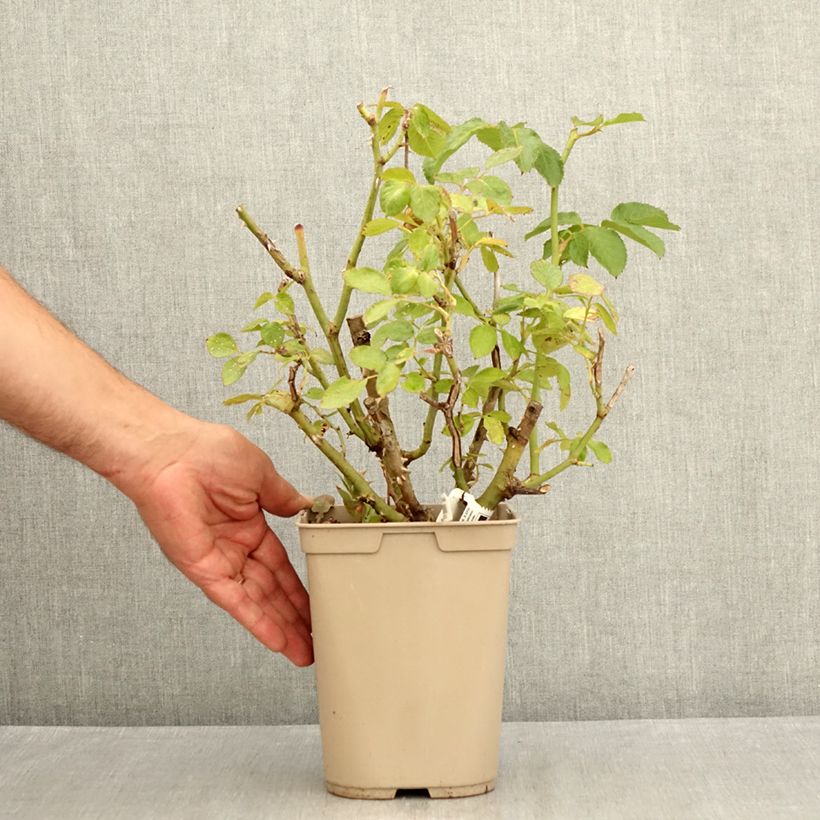 Example of Rosa Thierry Marx - Edelrose Topf mit 4L/5L as you get in ete