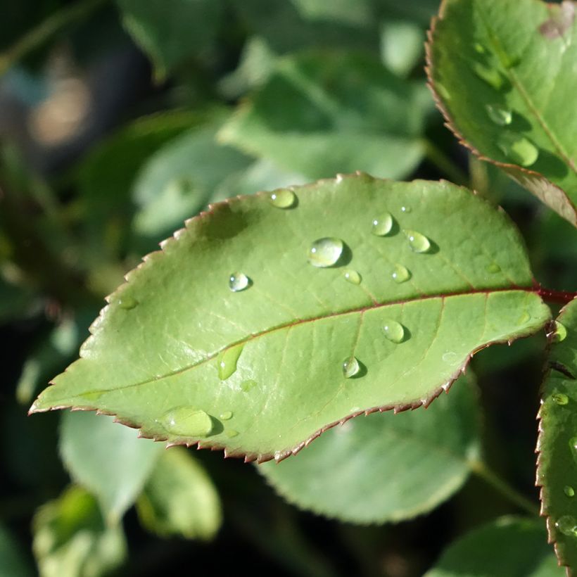 Rosa Tobago Odore - Edelrose (Foliage)