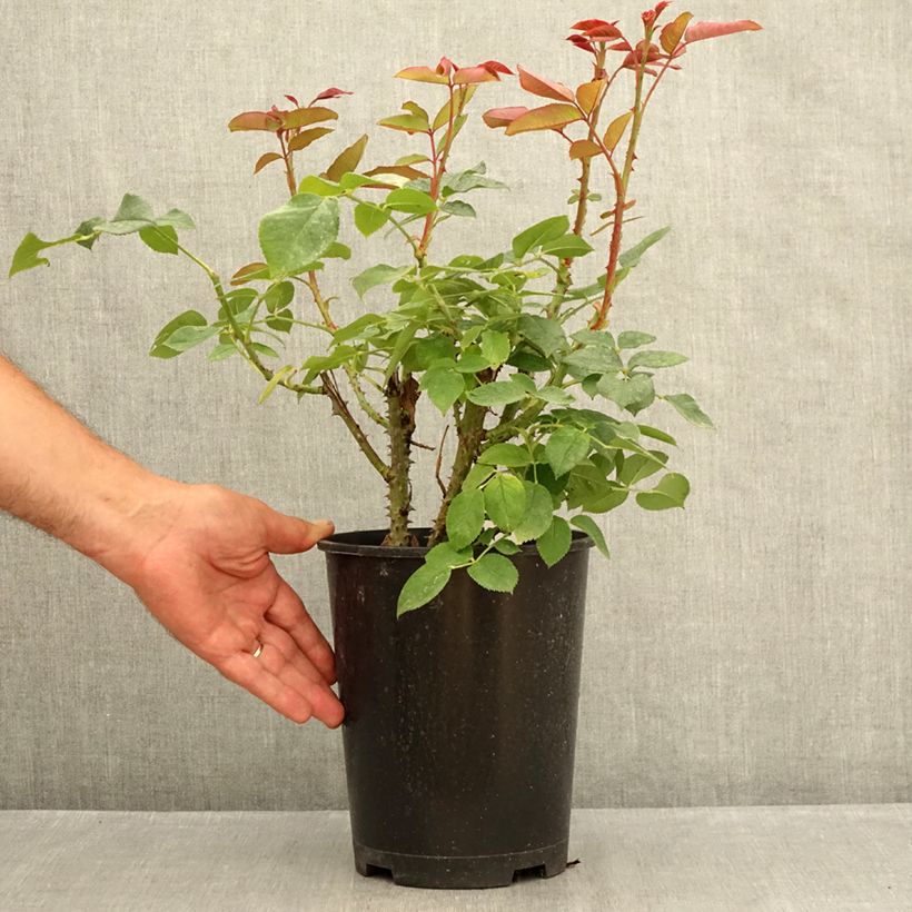 Example of Rosa Tobago Odore - Edelrose Topf mit 4L/5L as you get in ete