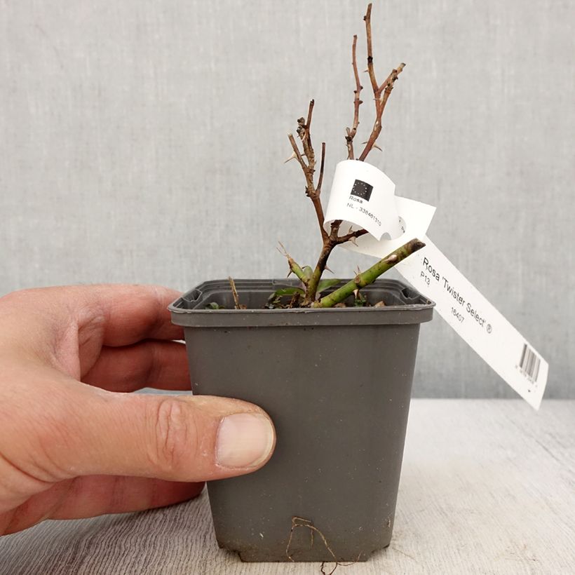 Exemplar von Rosa Twister Select - Edelrose Kleine Töpfe von 8/9 cm wie im Frühjahr geliefert